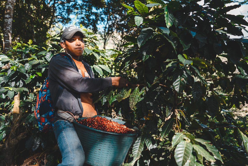 Panama Santos Café Natural Geisha - Green Beans